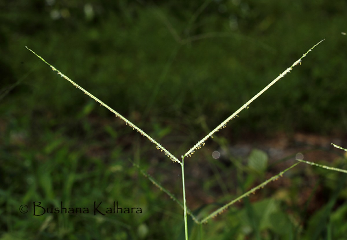 Paspalum conjugatum P.J.Bergius